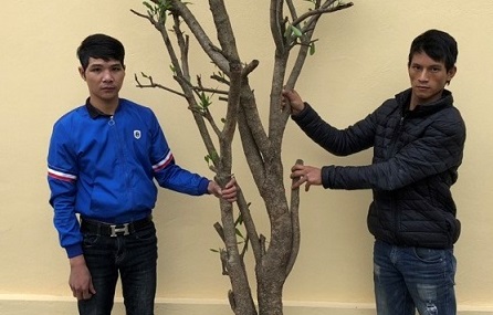 Cơ quan Cảnh sát điều tra Công an huyện Kiến Thụy: Khởi tố 2 đối tượng trộm cắp cây cảnh